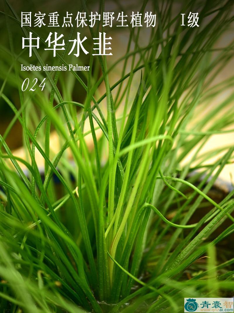 中药材茖韭图片