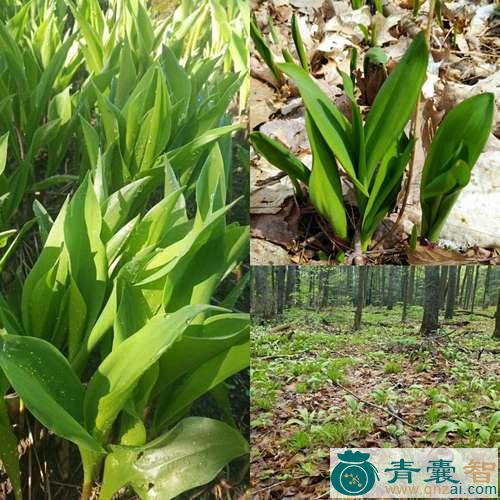 中药材茗葱图片