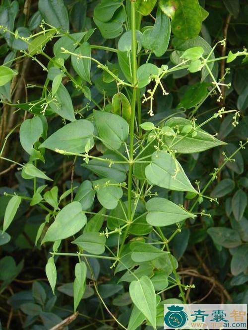 中药材茜草茎图片