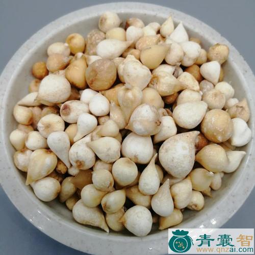 茨的性状性味归经以及功效用法和注意事项-青囊智