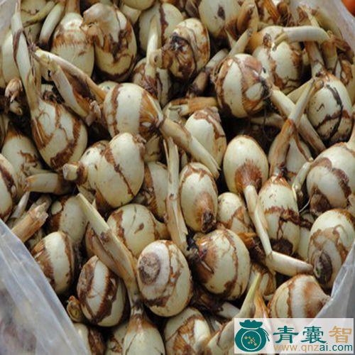 中药材茨仔图片