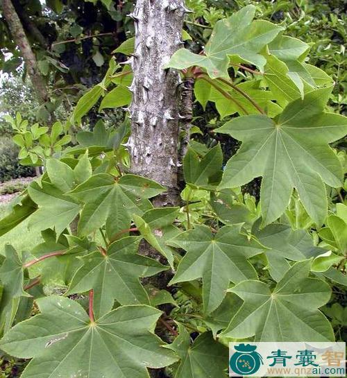 中药材茨楸图片