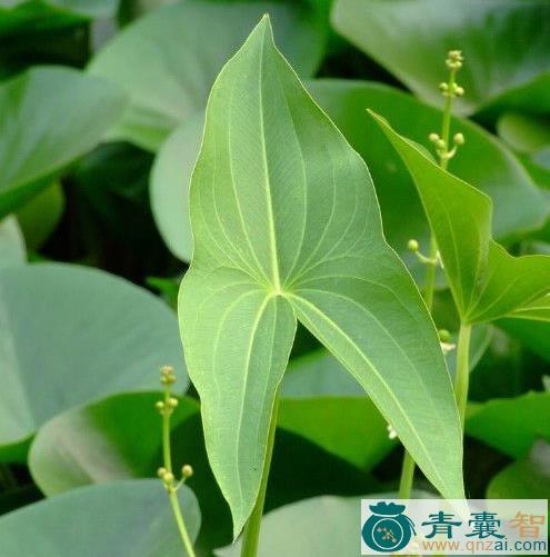 中药材茨菇草图片