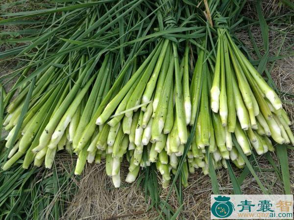 中药材茭粑图片