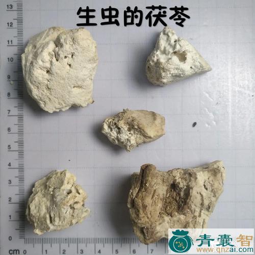中药材茯背虫图片