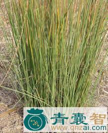 中药材茳芏蒲草图片