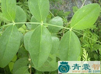 中药材茳茫香豌豆图片