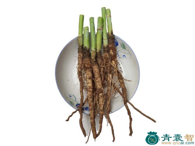 中药材茴香根图片