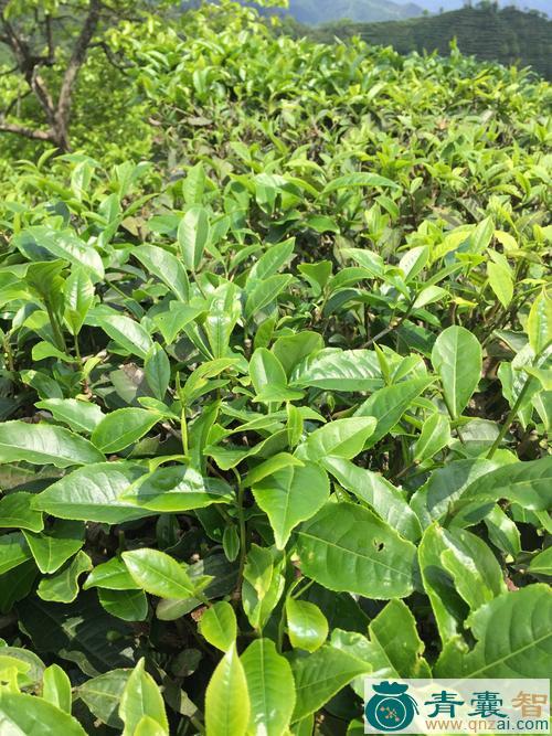 中药材茶叶树图片