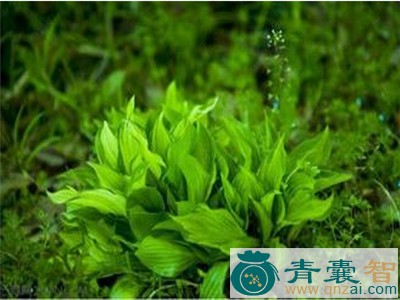 中药材茶叶藻图片