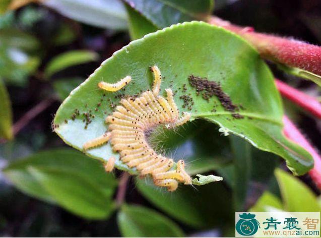 茶山虫的性味归经以及功效用法-青囊智