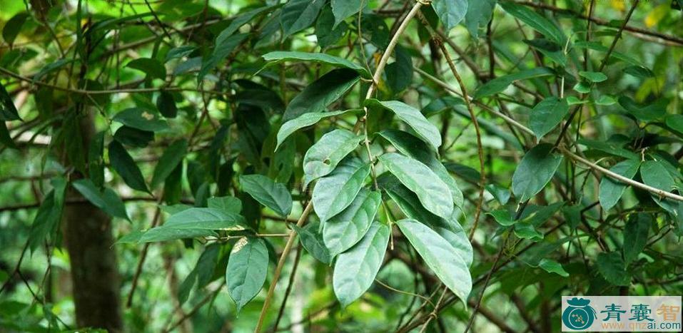 中药材茶条木图片