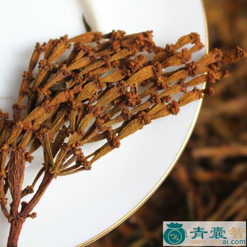 茶树寄生的性状性味归经以及功效用法-青囊智