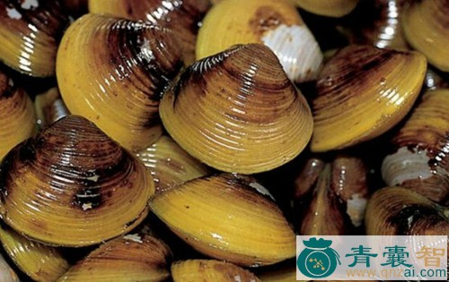 茶蚬的性味归经以及功效用法-青囊智