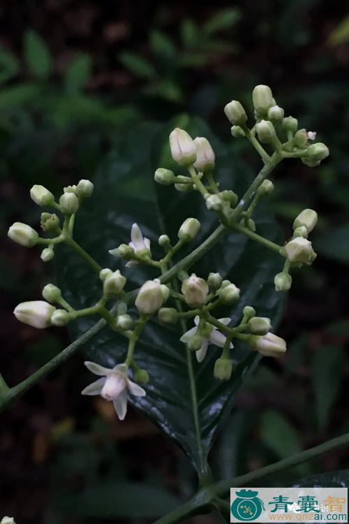 中药材茸骨鹧鸪花图片