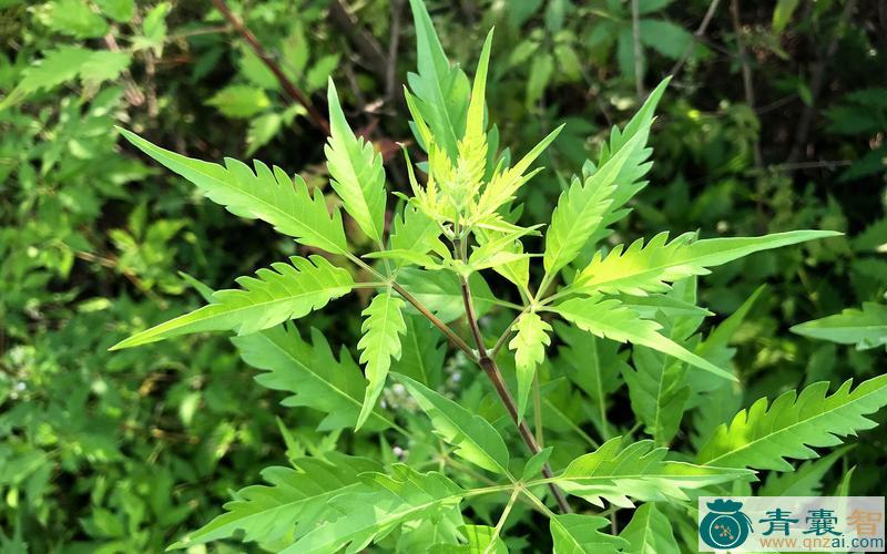 中药材荆叶图片