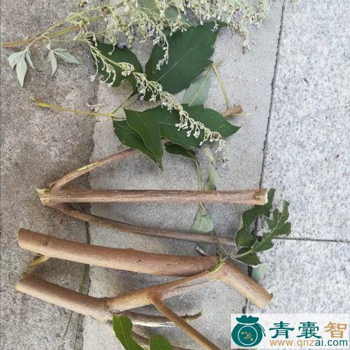 中药材荆条图片