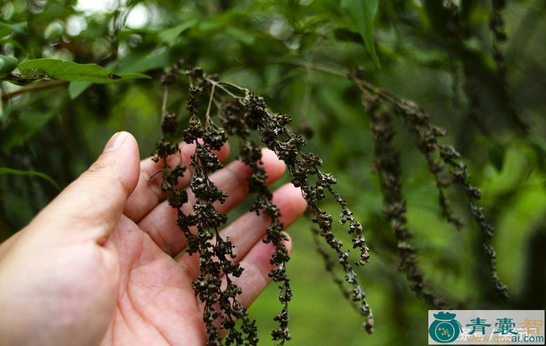 中药材荆条果图片