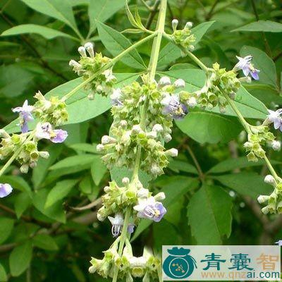 荆沥的性味归经以及功效用法-青囊智