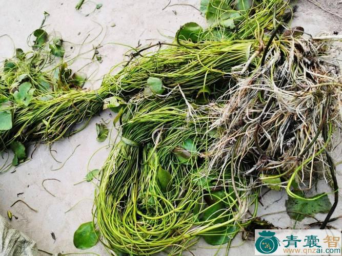 中药材荇丝菜图片