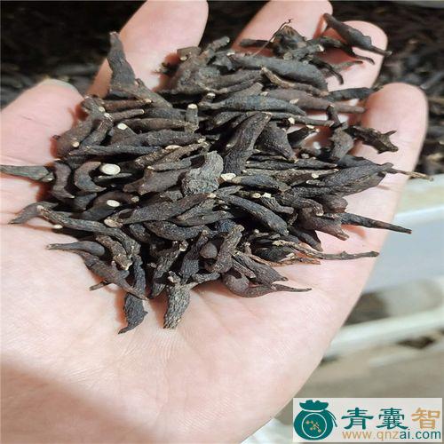 草乌喙的性状性味归经以及功效用法和注意事项-青囊智