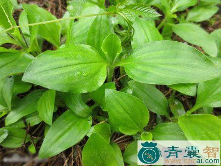 草包草的性状性味归经以及功效用法和注意事项-青囊智