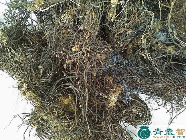 中药材草威灵图片
