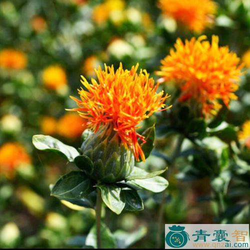 草子花的性状性味归经以及功效用法-青囊智