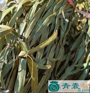 草寄生的性味归经以及功效用法-青囊智