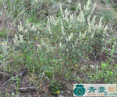 中药材草拔子图片
