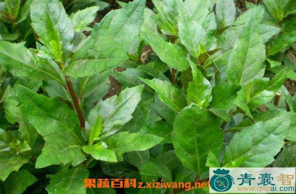 草本及背红的性味归经以及功效用法和注意事项-青囊智