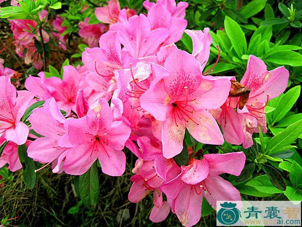 中药材草杜鹃图片