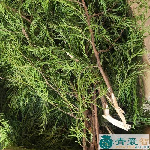 中药材草柏枝图片