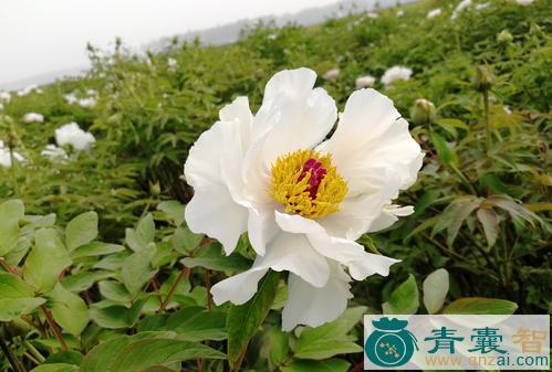 中药材草牡丹图片