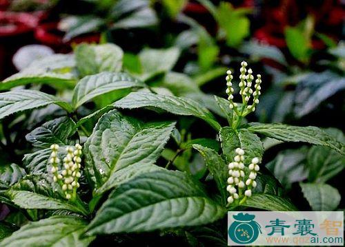 中药材草珠兰图片