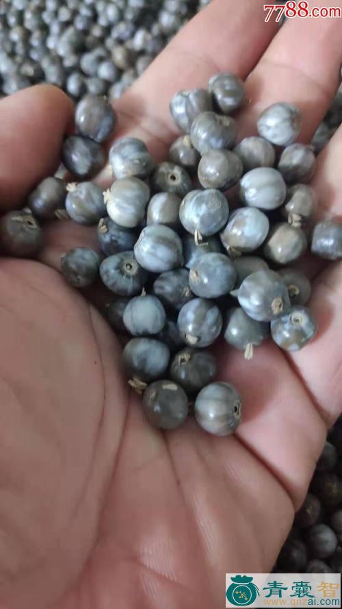 中药材草珠子图片