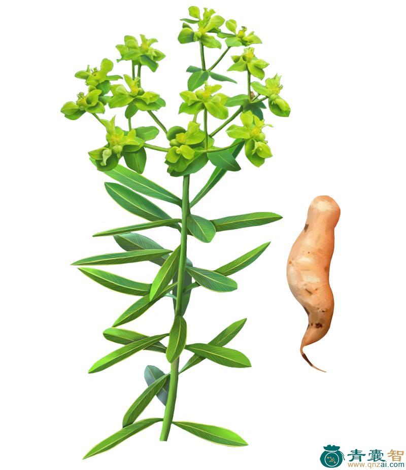 中药材草甘遂图片