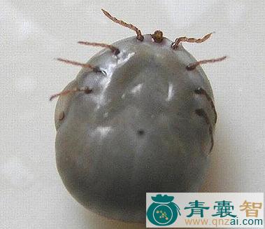 草皮子的性味归经以及功效用法-青囊智