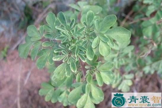 中药材草石椒图片