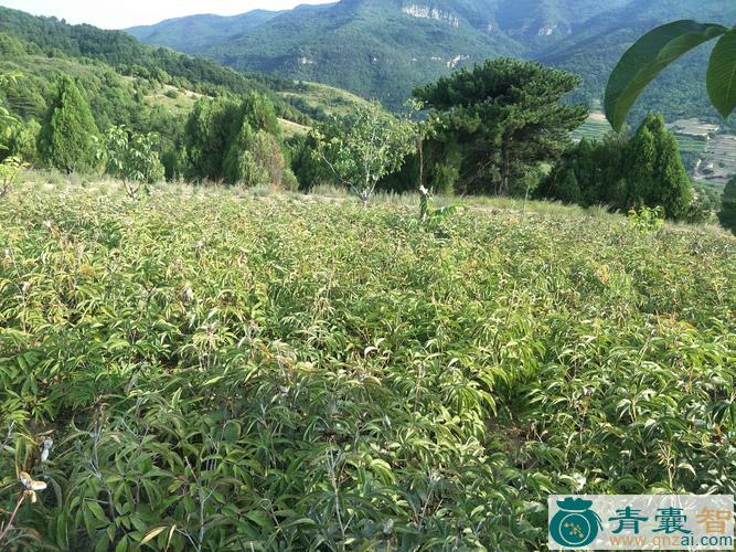 中药材草禾树图片
