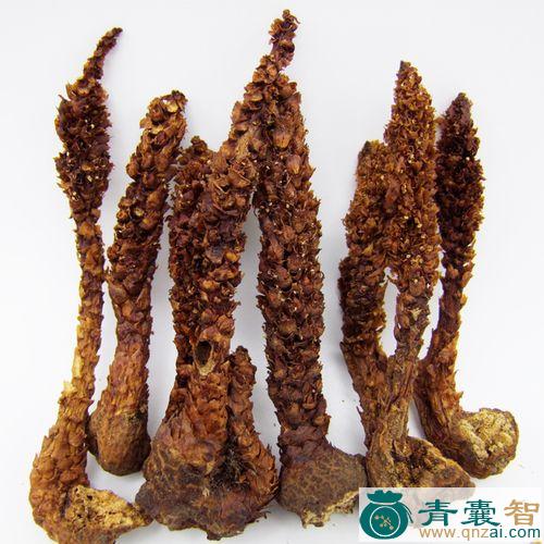 中药材草苁蓉图片