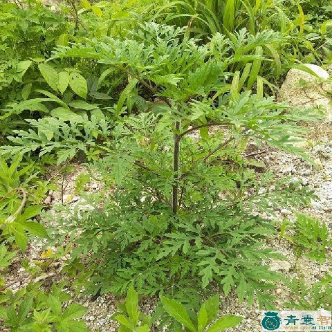 中药材草蒿子图片