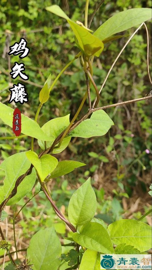 中药材草藤图片