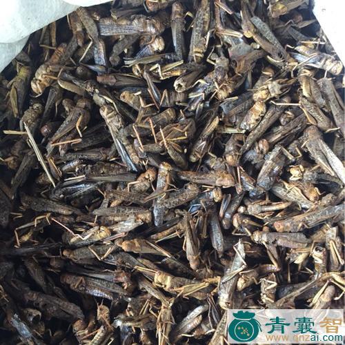 中药材草蜢子图片