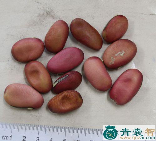 中药材草豆图片