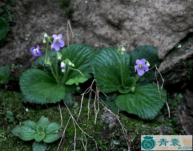草里银钗-青囊智