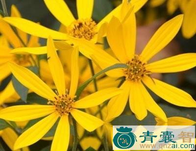 中药材草金杉图片