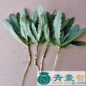 中药材草鞋刺图片