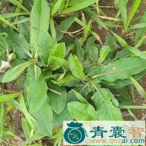 中药材草鞋坪图片