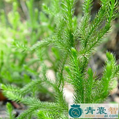 中药材草龙zou图片